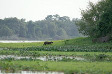 Capibaras